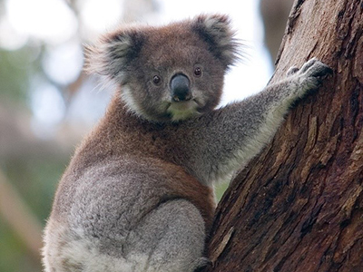 Koala Sanctuary